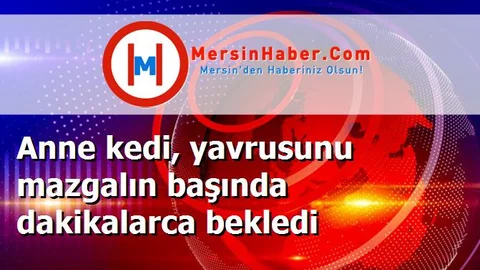 Anne kedi, yavrusunu mazgalın başında dakikalarca bekledi