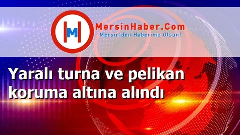 Yaralı turna ve pelikan koruma altına alındı