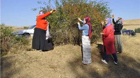 Kuşburnu toplayarak kışa hazırlık yapıyorlar