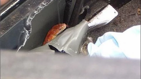 Otomobile giren iki yılan korkuttu