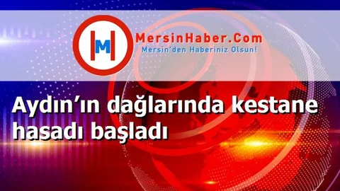 Aydın’ın dağlarında kestane hasadı başladı