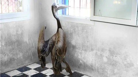 Bodrum'da bulunan yaralı pelikan tedavi ediliyor
