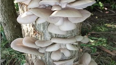 Çarşamba’da 'istiridye mantarı' üretimi yapılıyor
