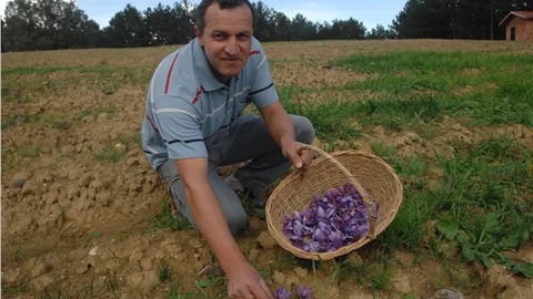 Türkiye’nin en büyük safran tarlasında hasat başladı