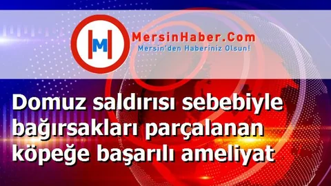 Domuz saldırısı sebebiyle bağırsakları parçalanan köpeğe başarılı ameliyat