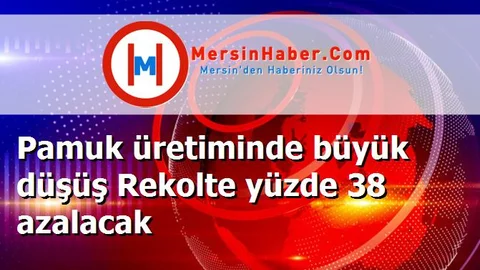 Pamuk üretiminde büyük düşüş Rekolte yüzde 38 azalacak