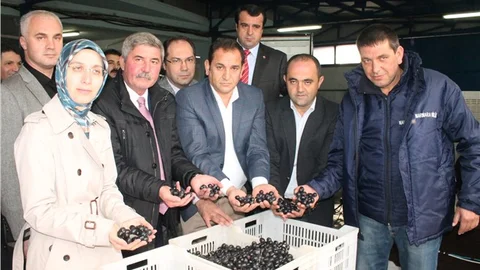 Edincik’te zeytin alım kampanyası başladı