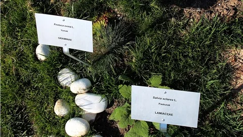 Çankaya Belediyesi parklara 3 bin 733 ağaç dikti