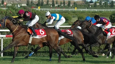 Türkiye’de atlar spor ve yarış amacıyla yetiştiriliyor