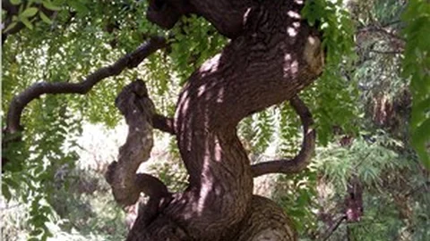 Geyikli ağaç, görenleri hayrete düşürüyor