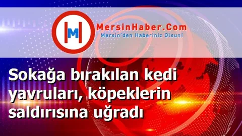 Sokağa bırakılan kedi yavruları, köpeklerin saldırısına uğradı