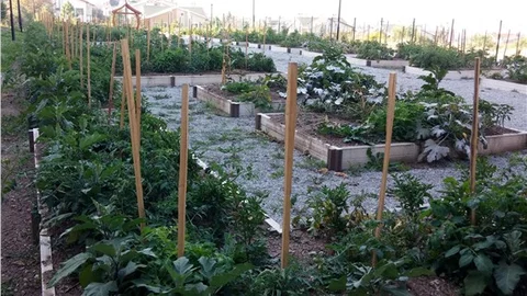 Mahalle Bostanı eğitimleri, Çankaya'da başlıyor
