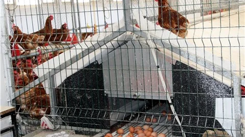 Türkiye yumurta ihracatında dünya ikincisi