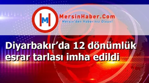 Diyarbakır’da 12 dönümlük esrar tarlası imha edildi
