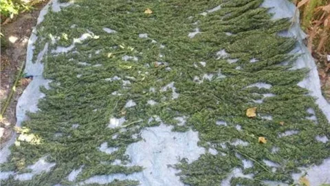 Mersin’de Uyuşturucu Tüccarlarına Darbe