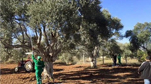 Milas'ta zeytinde halkalı leke hastalığıyla mücadele başlatıldı