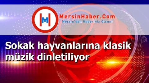 Sokak hayvanlarına klasik müzik dinletiliyor