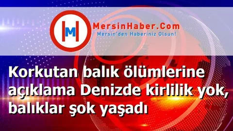 Korkutan balık ölümlerine açıklama Denizde kirlilik yok, balıklar şok yaşadı