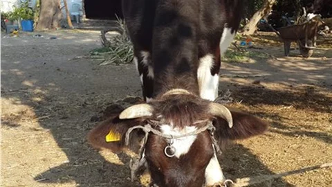 Bu inekler çok akıllı!