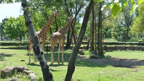 Hayvanat Bahçesi’ne giriş 3 gün ücretsiz