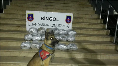 Bingöl'de 17,5 kilo esrar ele geçirildi