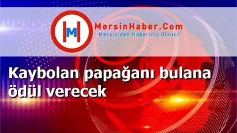 Kaybolan papağanı bulana ödül verecek