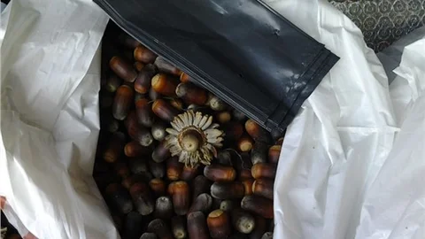 Çanakkale'de öğrenciler palamut fidanı dikecek