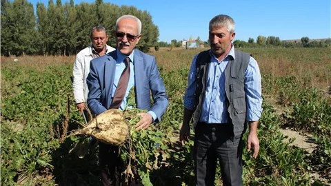 Mikoriza mantarı şeker pancarında verimi yüzde 10 artırıyor