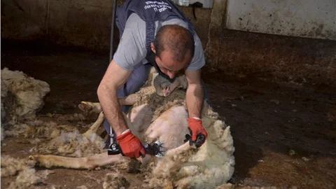 Makineli kırkımcı kursu ile eğitimli kırkımcılar yetişecek