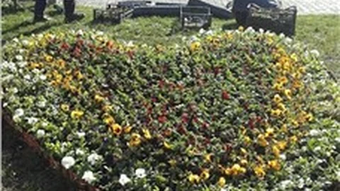 Çankırı’ya 340 bin kışlık çiçek dikildi