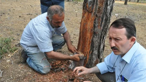 Mersin’de Reçine Seferberliği