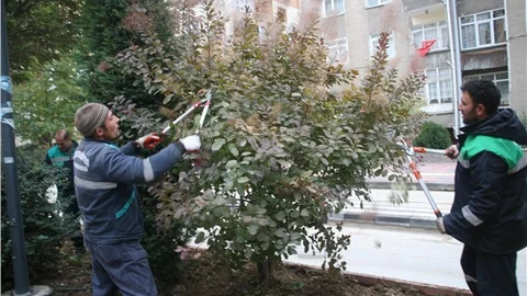 Belediyeden park ve bahçelerdeki ağaçlara kışlık bakım çalışması
