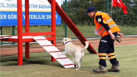 Afetlerde canlı insan arayacak köpekler zorlu sınava tabi tutuldu