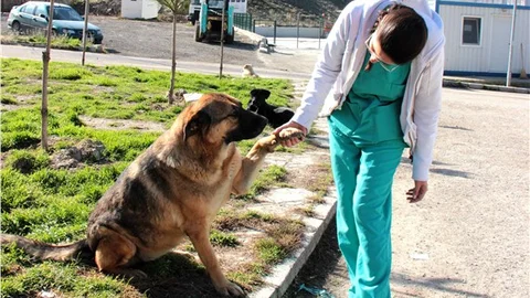 Çankaya Belediyesi barınağı Paşa'sız kaldı
