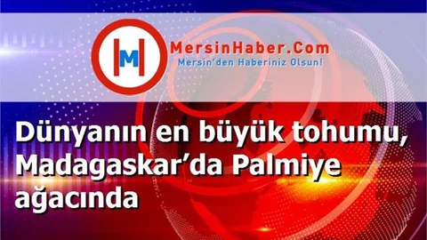 Dünyanın en büyük tohumu, Madagaskar’da Palmiye ağacında