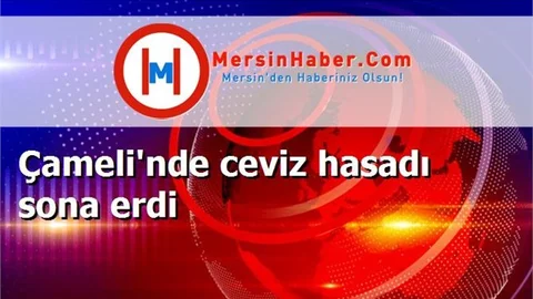 Çameli'nde ceviz hasadı sona erdi