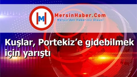 Kuşlar, Portekiz’e gidebilmek için yarıştı