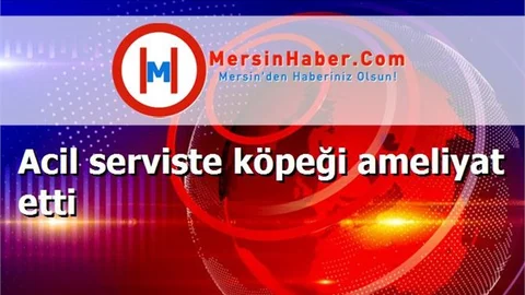 Acil serviste köpeği ameliyat etti