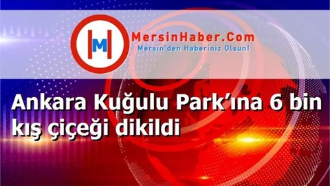 Ankara Kuğulu Park’ına 6 bin kış çiçeği dikildi