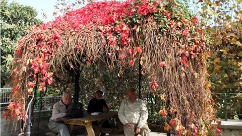 Sarmaşık yapraklarında kırmızı ve yeşilin dansı