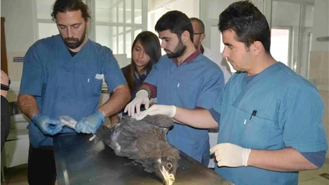 Çuval içinde bulunan yaralı akbaba tedavi altına alındı