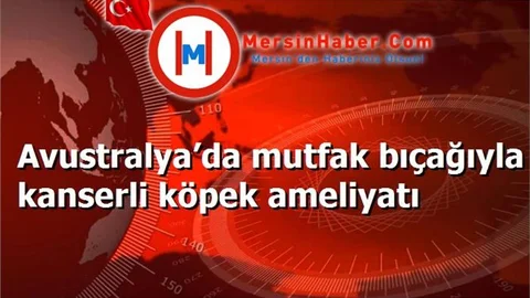Avustralya’da mutfak bıçağıyla kanserli köpek ameliyatı