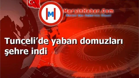Tunceli’de yaban domuzları şehre indi