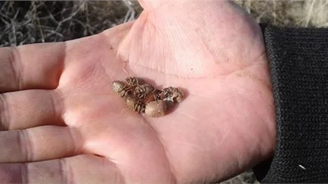 Süneye karşı kış mücadelesi yapılıyor