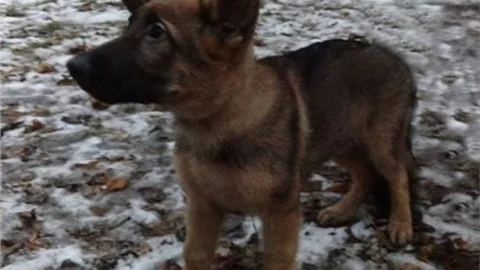 Rusya, ölen polis köpeğinin yerine Fransa'ya köpek armağan ediyor