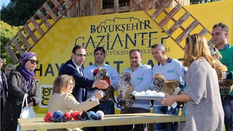 Gaziantep Hayvanat Bahçesi'nde dördüz kaplan sevinci