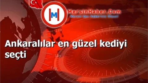 En Güzel Kedi Yarışması