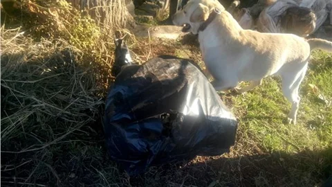 Jandarmanın narkotik köpeklerinden nefes kesen operasyon
