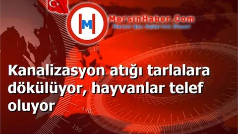 Kanalizasyon atığı tarlalara dökülüyor, hayvanlar telef oluyor