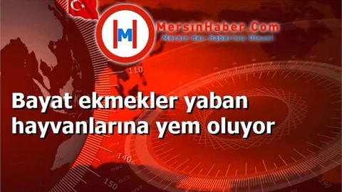 Bayat ekmekler yaban hayvanlarına yem oluyor